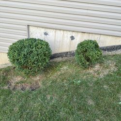Free Boxwood 