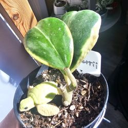 Variegated Hoya kerrii in a 4" pot