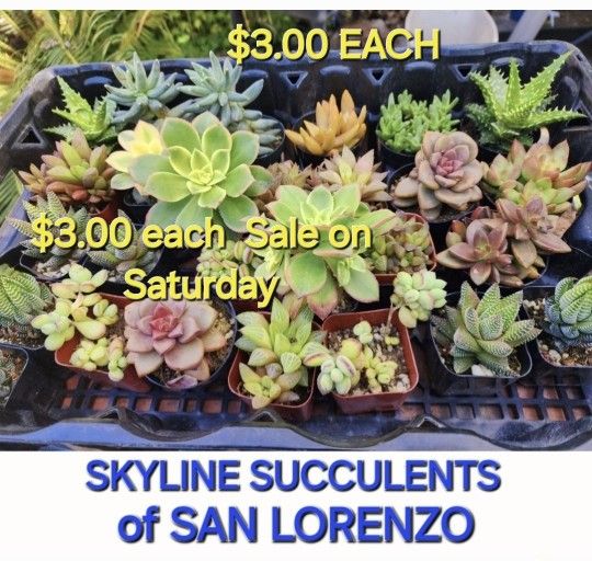 PLANT SALE SATURDAY STARTING AT $3 EACH☆☆STARTS AT 1pm In SAN LORENZO