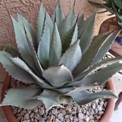 Agave In Terracotta Pot 