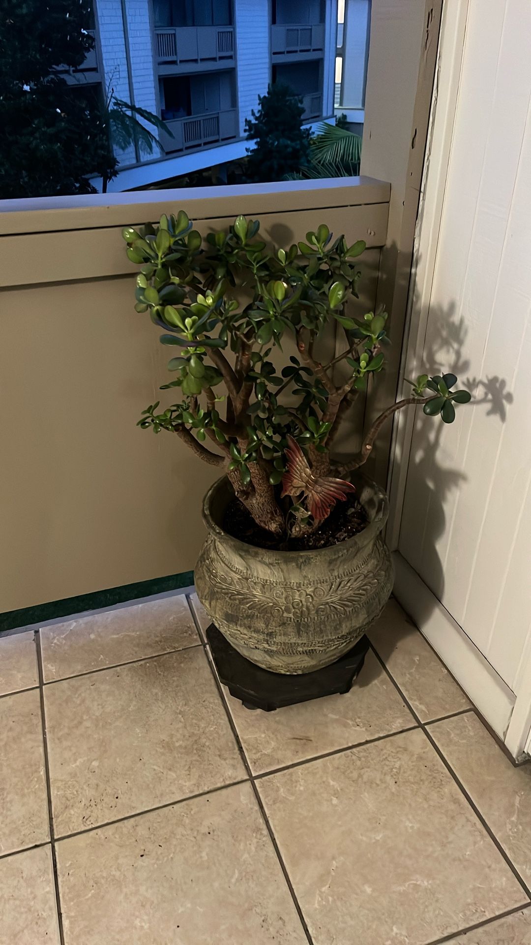 Nice Heathy Jade Plant In Pot