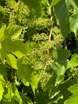 Grapevines