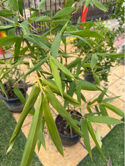 Clumping Bamboo - $15