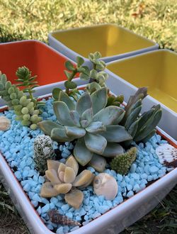 Live Plants