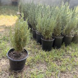 Tuscan Blue Rosemary 1 Gal Healthy & Ready to Plant