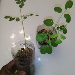 Moringa Oleifera plant starts