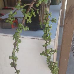 Planta De La Abundancia