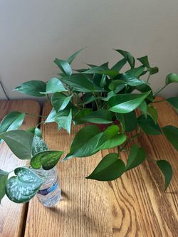 Live indoor Pothos plant+ satin pothos clippings