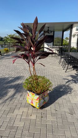 Outdoor plant with pot