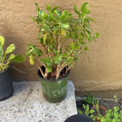 type of Jade plant
