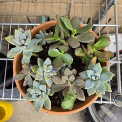 Succulent Arrangements