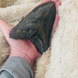 Megalodon Tooth