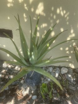 Zavila Plantas