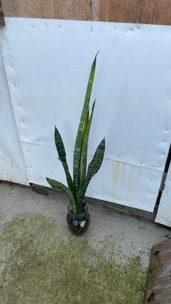 Legua De Suegra Grande Envase De Vidrio