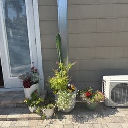 Tall Cactus And Flowers In Modern Concrete Planter 