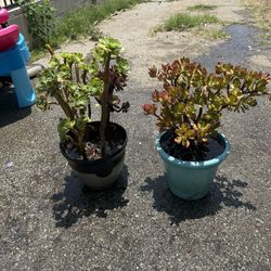 Beautiful plants
