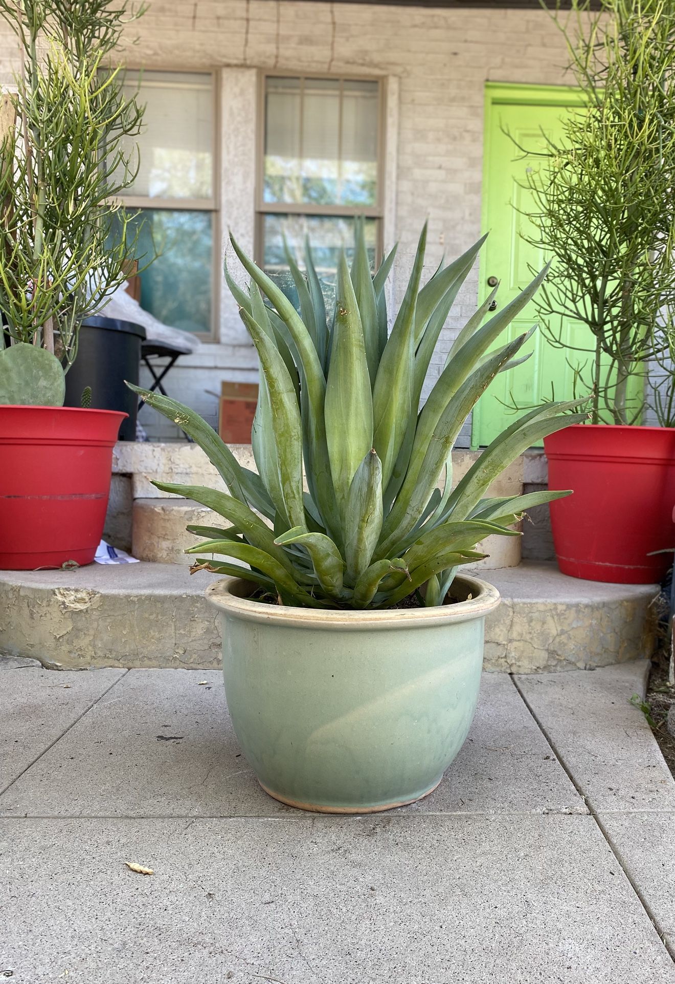 Large Soft Agave Plant