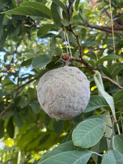 Arboles de Ilamas injertadas$180 firm😃