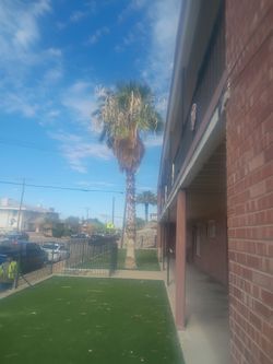 Triming palms