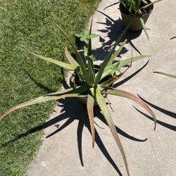 Savila// Aloe Vera Plants