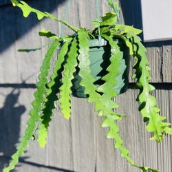 Live indoor Fishbone (Ric Rac) cactus plant in a hanging 8-inch plastic nursery planter pot—firm price