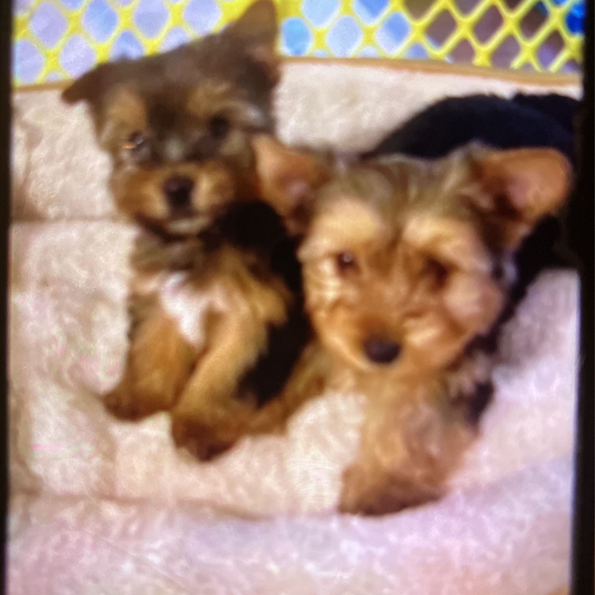 2 Babies Yorkies for Sale in San Diego, CA OfferUp