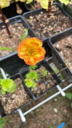 Geum