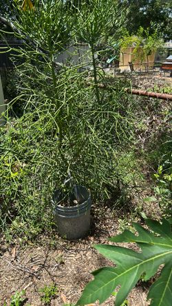 Huge stick tree pencil, cactus $10