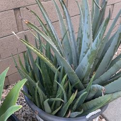 Big Aloe Vera In 17 Gallon Pot. $20/each