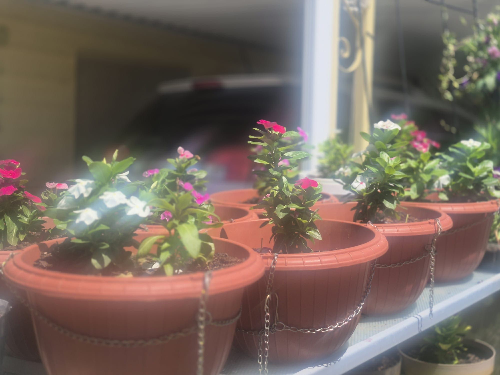 Vincas Plant Plástic Pots $5 Each