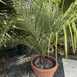 Acocromia Crispa (Cuban Belly Palm ) Palma Corojo