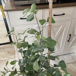 Target Hearth and Hand plant