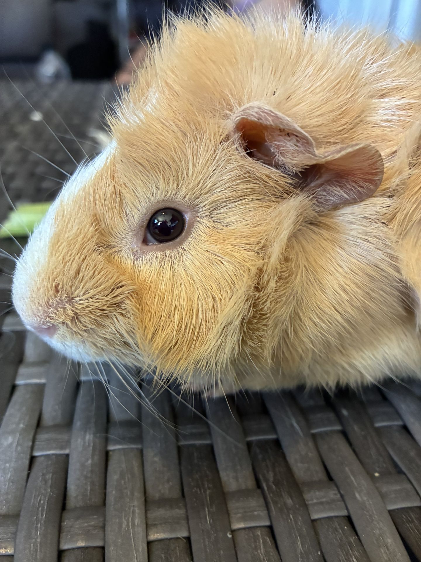 Two Male Guinea Pig “Free”