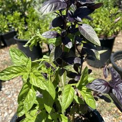 Albacar Verde Y Morada / Basil Plant