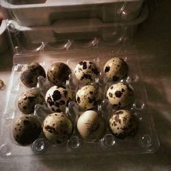 QUAIL EGGS
