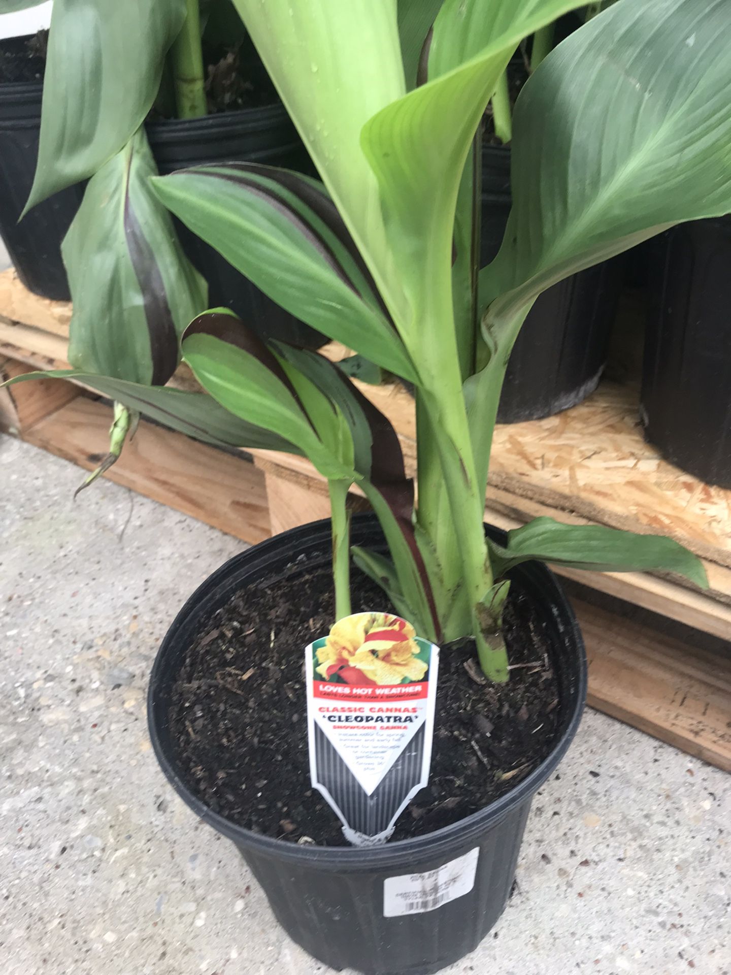 Garden plant beautiful flowers