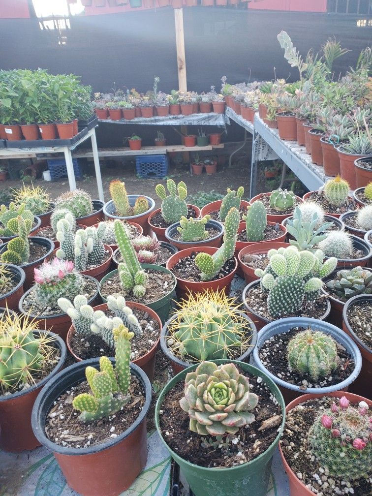 Cactus