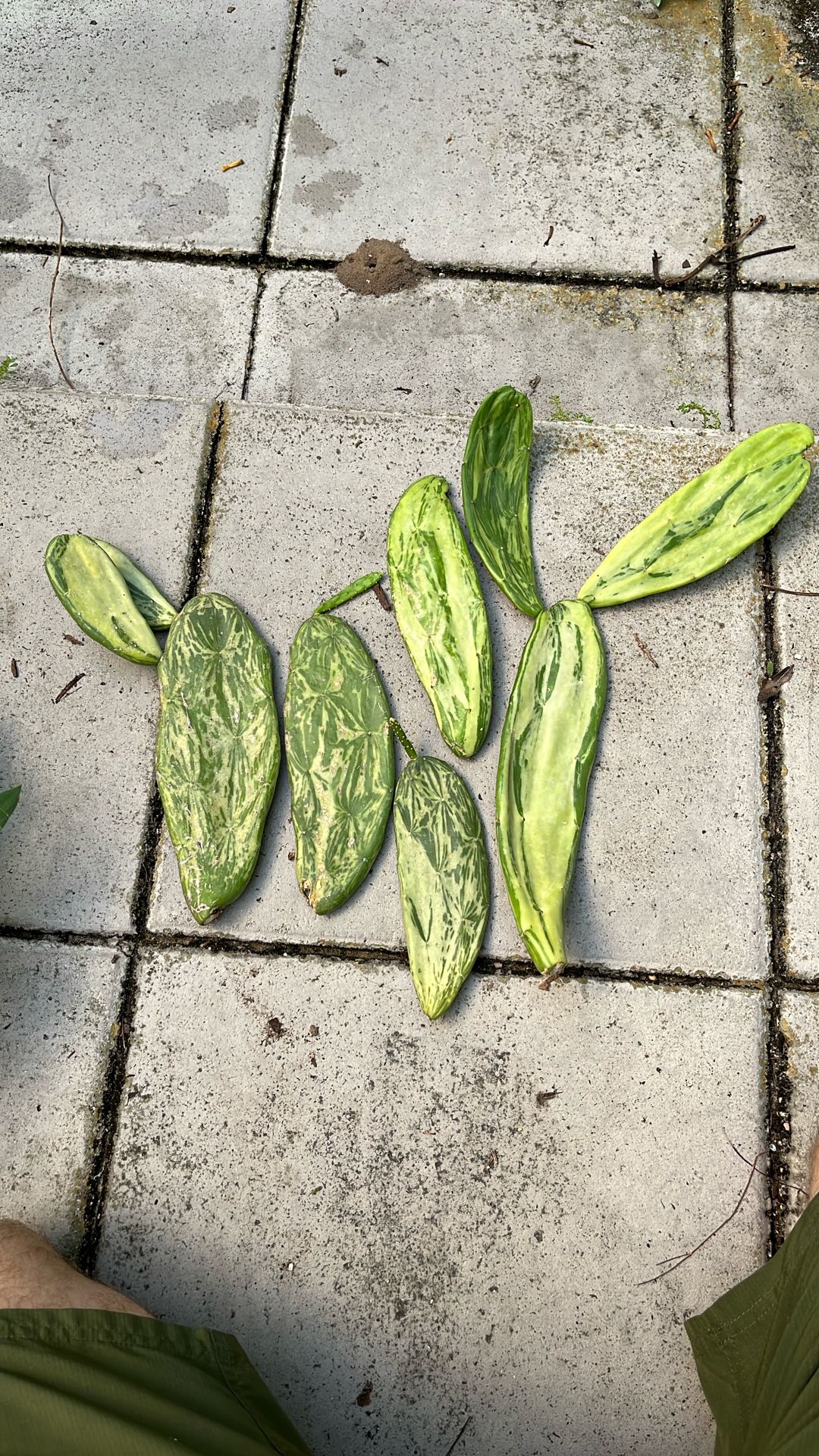 Variegated Spineless Prickly Pear Cactus Succulent. $1 Each Pad.