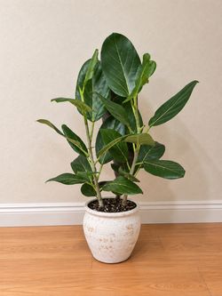Beautiful Ficus Audrey – Healthy, Full & Multi-Stem Indoor Plant 🌿