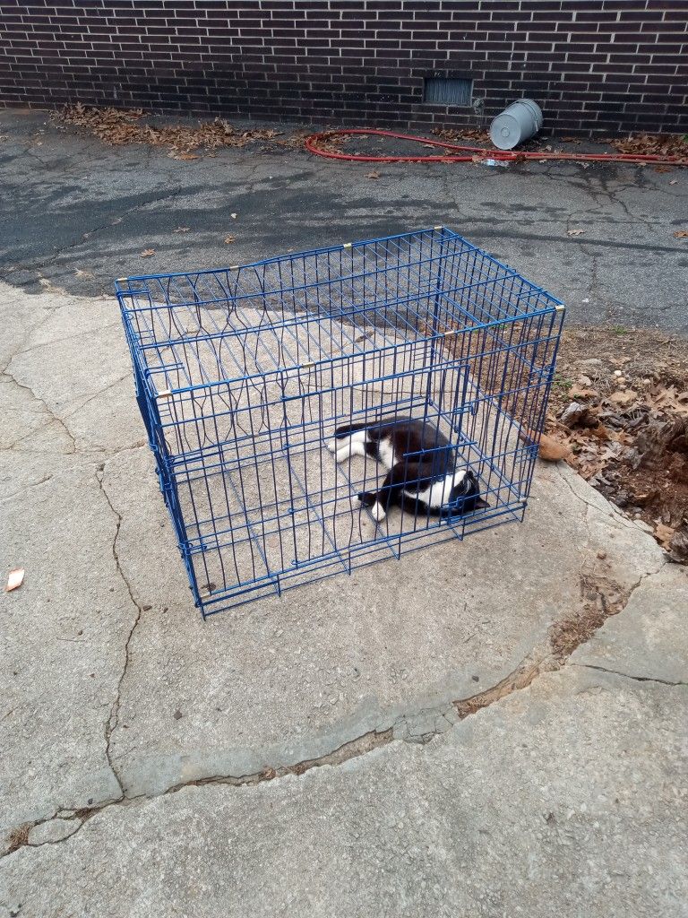Dog C