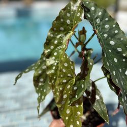 Begonia maculata