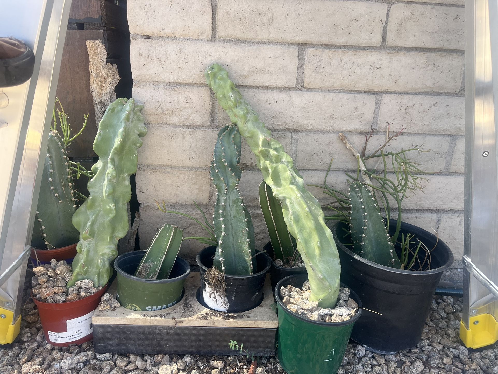 Plants, Pots, Plant Stands