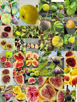 Sweet Fig Trees for Sale – Great for Containers