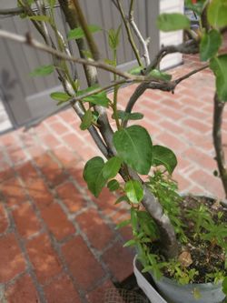 Aptple tree