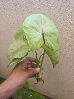Plant Cutting rooting in water