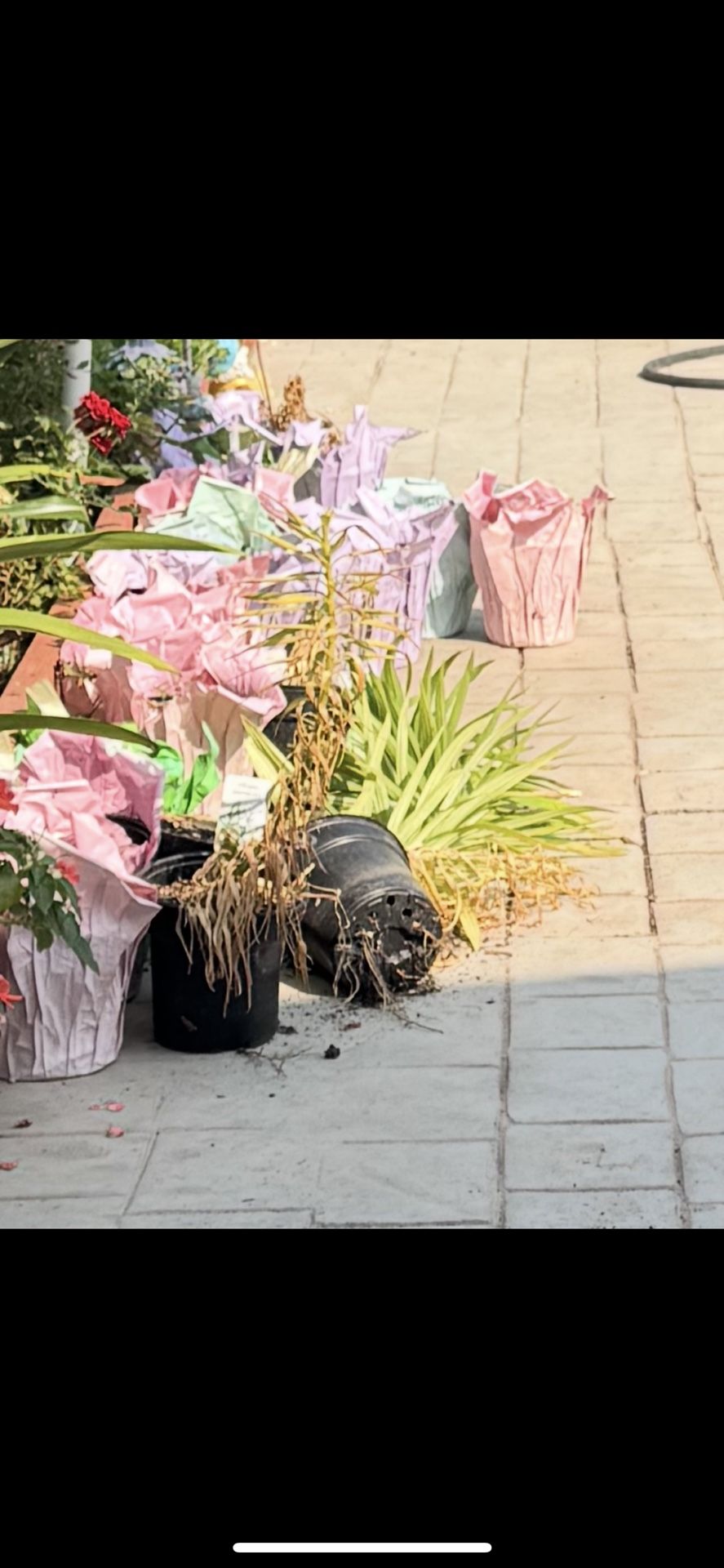 FREE CUTTING & FREE EASTER LILY Plants