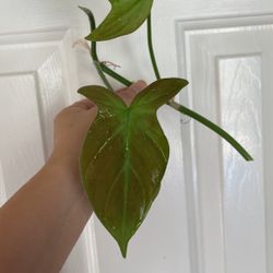 Beautiful Philodendron Camposportaonum Plant CUTTING
