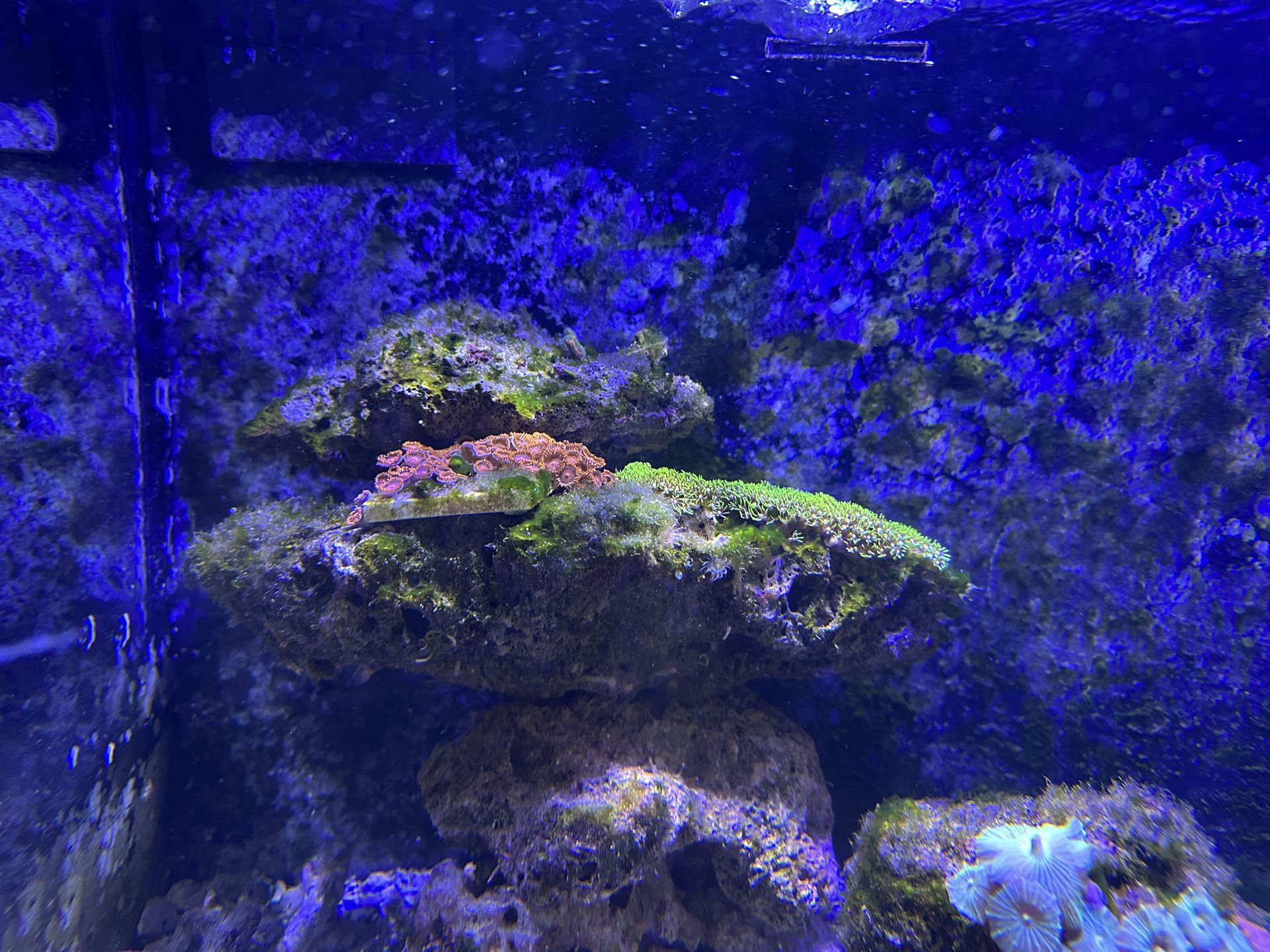Salt Water Tank Rock 