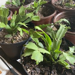 Christmas Cactus 