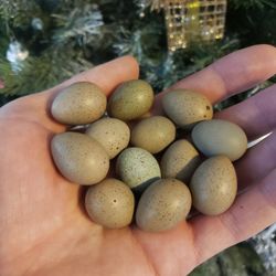 Button Quail Hatching Eggs - King Quail Chinese Painted Eggs 